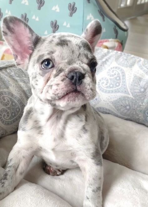 French Bulldog Blue Merle, Speckled French Bulldog, Frenchie Merle, Blue Merle French Bulldog, Merle Frenchie, Cute Frenchies, Frenchies Puppies, Puppy Frenchie, Frenchie Puppies