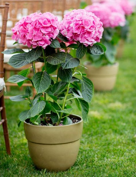 Faux Flowers Arrangements, Wedding Decorations Pink, Hydrangea Potted, Hamilton Wedding, Young Wedding, Aisle Flowers, Garden Weddings Ceremony, Hydrangeas Wedding, Pot Garden