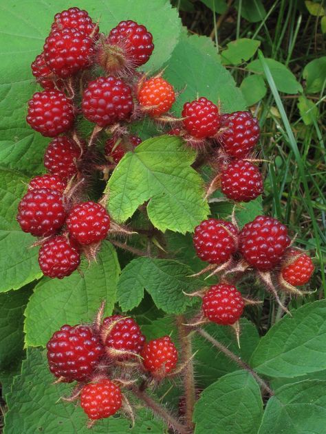 Best as we can tell this is the native American red raspberry. For more information: plants.usda.gov/java/profile?symbol=RUIDS2 en.wikipedia.org/wiki/Rubus_strigosus  This raspberry was very common around the Loft Mountain Campground. Manuel and I wondered why. We speculated that most people thought they were unripened black berries. Indeed that was true when one of our friends confirmed he thought they were unripened black berries. I knew better and picked a bowl ful... Perennials Low Maintenance, Rubus Idaeus, Fruit Shrub, Planting Tools, Red Raspberry, Fruit Seeds, Tomato Seeds, Invasive Species, Organic Living