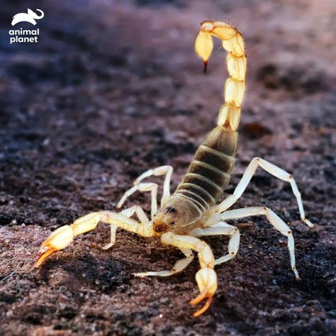 Deathstalker Scorpion, Snake Photos, Nursing Information, Desert Life, Arachnids, Animal Planet, The Desert, Beautiful Creatures, Scorpion