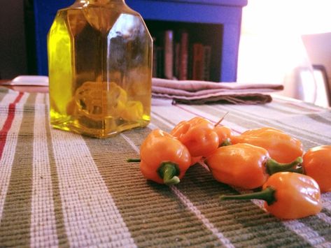 Habanero-Infused Olive Oil | STELLA COOKS Habanero Recipes, Habanero Salsa, Habanero Sauce, Bean Chili Recipe, Olive Oil Recipes, Habanero Peppers, Garlic Oil, Infused Olive Oil, Cooking Oils