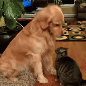 Pat GIF - ThereThere Cats Cat - Discover & Share GIFs Funny Holidays, Tiny Cats, Dog And Cat, Golden Retrievers, Sweet Animals, Dog Gifs, 귀여운 동물, Animals Friends, Animal Gifs