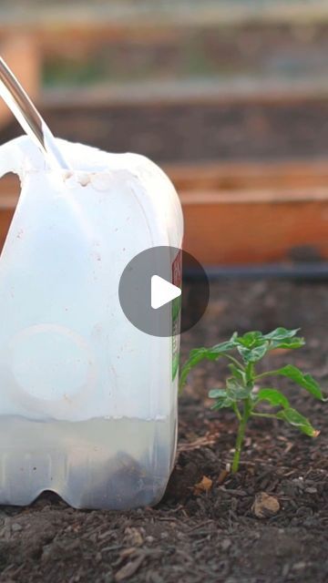 Water Jug Garden, Milk Jug Watering System, Milk Jug Water Bottle, Milk Jug Seed Starting, Winter Sowing Seeds Milk Jug, Milk Jugs Garden, Bug Trap, Garden Water, Milk Jugs