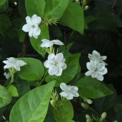 Mogra Flower, Arabian Jasmine, Jasminum Sambac, Nyc House, Container Gardening Ideas, Desert Paradise, Nursery Plants, Houseplants Low Light, Face Quotes