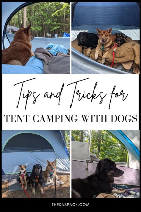 collage of dogs laying in tents and sitting in front of a tent, text states: tips and tricks for tent camping with dogs Camping With A Dog, What To Bring Camping, Camper Dog, Camping With Dogs, Dog Tent, First Time Camping, Camping Safety, Camping Inspiration, Dog Wellness