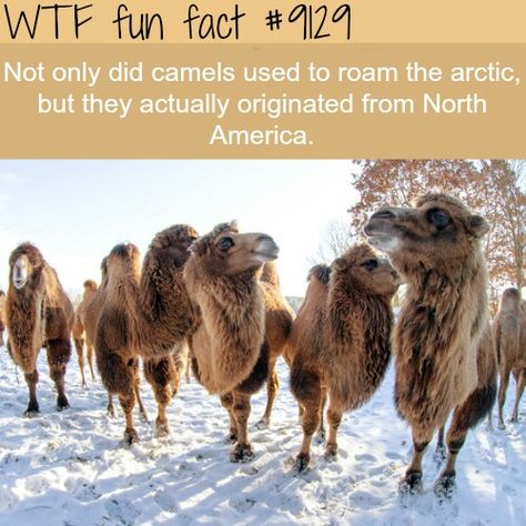 Animal Fun Facts, Fun Facts About Animals, Facts Funny, Animal Fun, Wow Facts, Unbelievable Facts, Silly Things, Animal Facts, Cool Pets