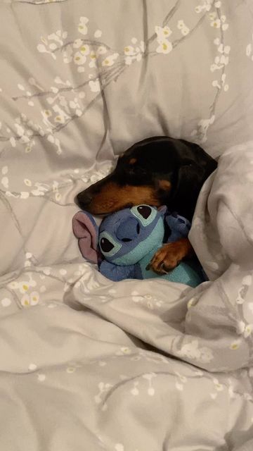 Cute Dauchand, Funny Puppies, Sleepy Dachshund, Aesthetic Daschund, Rare Cats, Dachshund Memes Hilarious, Cute Small Animals, Dachshund Meme, Very Cute Dogs