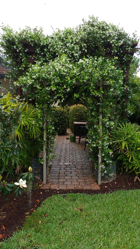 My jasmine in full bloom covering my DIY Pergola. Jasmine On Pergola, Jasmine Arch, Wisteria Trellis, Wood Arbor, Cheap Pergola, Pergola Lighting, Star Jasmine, Backyard Pergola, Shade Cloth