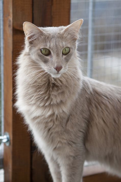 Pr. Mundilfari’s Lahja, lilac mackerel tabby Oriental Longhair Lilac Cat, Gatos Cool, Rare Cats, Cat Reference, Gray Cat, Unique Cats, Cat Aesthetic, Cat Colors, Cute Kittens