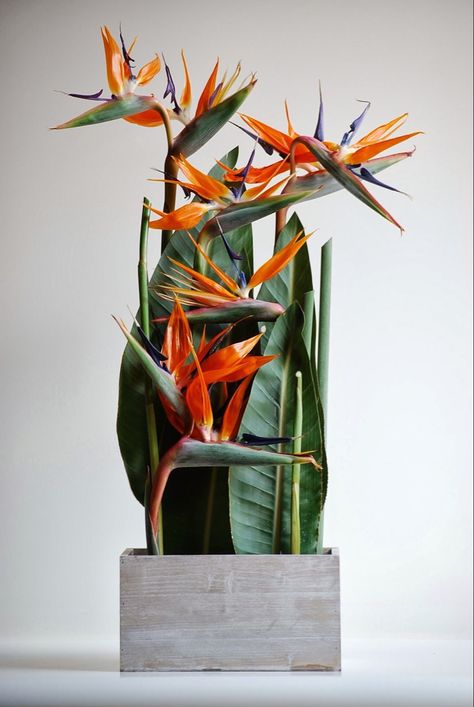 Heliconia Arrangement, Arreglos Ikebana, Tropical Floral Arrangements, Garden Tropical, Tropical Flower Arrangements, E Flowers, Birds Of Paradise Flower, Corporate Flowers, Ikebana Arrangements