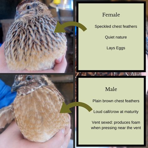 Coturnix quail are the perfect addition to the urban homestead! Learn how to raise these tiny birds for egg and meat in any location.  Differences between male and female quail Quail Pen, Quail House, Coturnix Quail, Button Quail, Quail Coop, Small Homestead, Raising Turkeys, Raising Quail, Male Vs Female