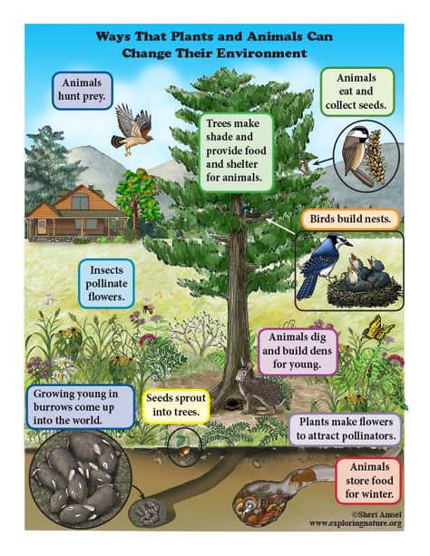 Kindergarten - K-ESS2 Earth's Systems Ngss Kindergarten, Earth Systems, Performance Tasks, Plant Activities, Critical Thinking Activities, Number Poster, Food Web, Weather And Climate, Plant Drawing