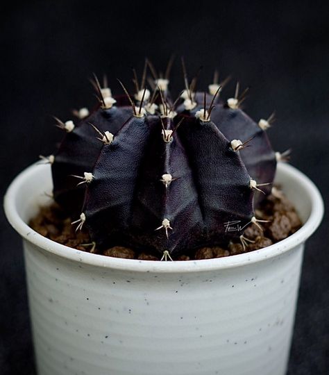 #gymnocalycium  mihanovichii   variegata “Black Widow”  #desertplants #succulents  #cactus  #cacto #cacti #kaktus #cactos #succulentlovers  #cactuslovers  # plants #cactusThailand Cactus Names, Black Succulents, Black Cactus, Gymnocalycium Mihanovichii, Goth Garden, Potted Plants Outdoor, Succulent Garden Diy, Merritt Island, Small Cactus