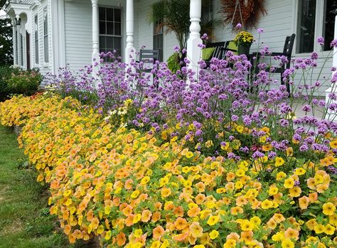 Petunia Supertunia ‘Honey’ with Verbena ‘Meteor Shower’ Low Maintenance Flower Garden, Mother Earth Living, Garden Idea, Low Maintenance Landscaping, Flower Gardening, Low Maintenance Garden, Indoor Flowers, Flower Gardens, Meteor Shower