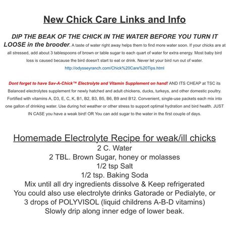 homemade electrolyte recipe for weak/ill chicks Electrolyte Recipe, Chicken Care, Homestead Life, Chicken Farming, Backyard Chicken Farming, Chicken Health, Backyard Chickens, Chicken Farm, Chickens Backyard