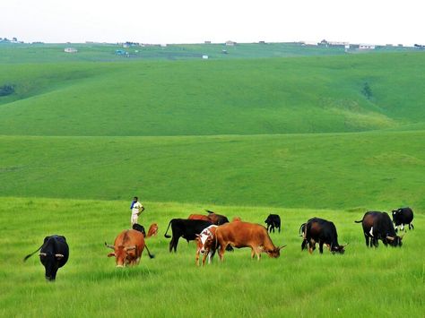 Lusikisiki, Transkei, Eastern Cape, South Africa, 2010. Eastern Cape South Africa Xhosa, Xhosa Culture, Cottagecore Aesthetic Wallpaper, Eastern Cape South Africa, Psalm 30, Church Icon, Future Farms, Eastern Cape, Mom Art