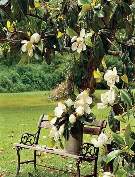 Southern White Magnolia Tree Magnolia Grandiflora, Southern Magnolia, Southern Garden, Magnolia Trees, Beautiful Flowers Garden, Magnolia Flower, Flowering Trees, Patio Ideas, The Grass