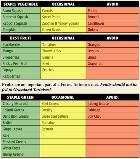 Iguana Care, Tortoise Diet, Butternut Squash Sweet, Box Turtles, Russian Tortoise Diet, Turtle Sanctuary, Bearded Dragon Diet, Tortoise Food, Tortoise Table