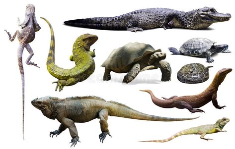 Set of reptiles isolated. Set of various reptiles isolated on white , #Aff, #reptiles, #Set, #white, #isolated #ad Types Of Reptiles, Beautiful Lion, Animal Groups, Crocodiles, Reptiles And Amphibians, Life Cycles, Amphibians, Reptiles, Mammals