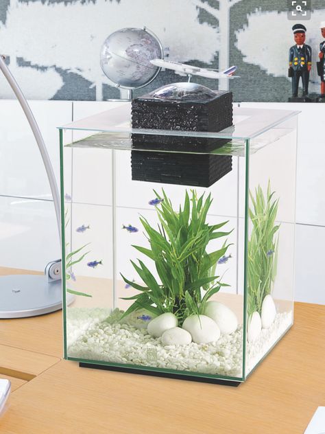 Ikan Aesthetic, Beta Tanks, Home Aquarium Ideas, Fish Tank Themes, Aqua Tank, Fish Tank Design, Tropical Fish Tanks, Aquatic Garden, Fresh Water Fish Tank