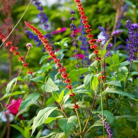 Red Salvia confertiflora Salvia Confertiflora, Red Salvia, Beautiful Flowers Garden, Lucca, Season Colors, Beautiful Gardens, Tuscany, Flower Power, Garden Ideas