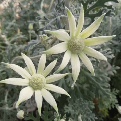 Flannel flowers Fence Murals, Rural Garden, Australian Natives, Australian Wildflowers, Flannel Flower, Australian Flowers, Australian Native Flowers, Flower Close Up, Native Flowers