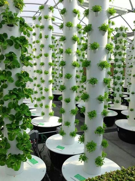 Tower garden Aeroponic Tower, Vertical Hydroponics, Hydroponic Vegetables, Tanaman Air, Hydroponic Farming, Hydroponics Diy, Vertical Farming, Plants Growing, Tower Garden