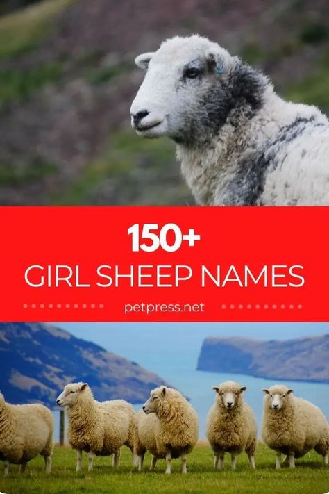 Looking for a female sheep name? View our list of the best girl sheep names that you should consider for naming your pet! Sheep Names, Female Names, Best Girl, Cute Sheep, A Sheep, Name Ideas, Cool Names, Petunias, Girl Names