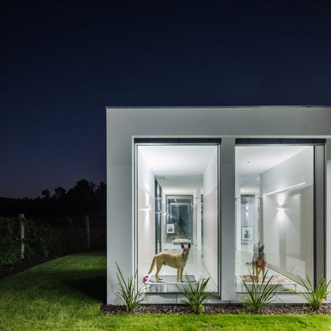 Raulino Silva Arquitecto designs a hotel for cats and dogs in Portugal Dog Hotel Rooms, Big Glass Windows, Cat Hotel, Dog Hotel, Pet Hotel, Indoor Play Areas, Mexico Hotels, Rooftop Restaurant, Indoor Dog