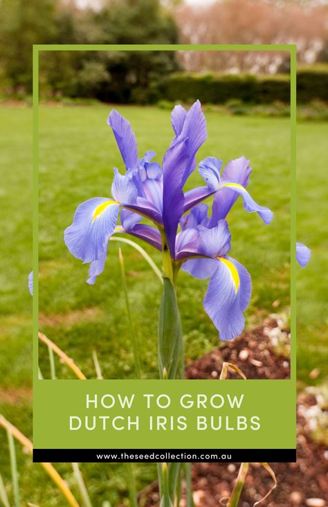 dutch iris blossom in the garden Replanting Iris Bulbs, How To Plant Iris Bulbs, When To Plant Iris Bulbs, How And When To Divide Iris, Dutch Iris Bulbs, Dutch Iris, Climate Zones, Crop Rotation, Organic Matter