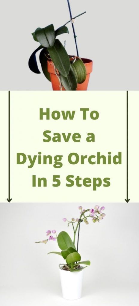 Care Of Orchids How To Take, Repotting An Orchid, Orchid Pots Diy, How To Care For An Orchid House Plants, Orchid Care Repotting, Revive Orchid Plant, Ideas For Steps In House, How To Save Orchid Plant, Orchid Care In Water