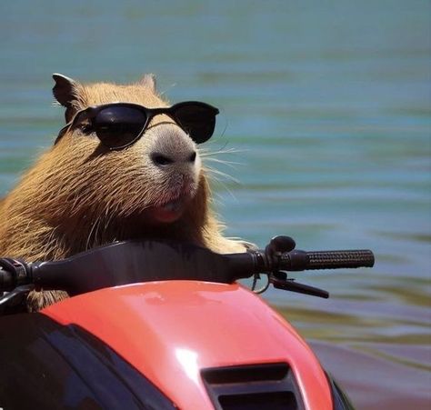 Capybara With Sunglasses, Cappy Barra, Cabypara Cute, Cappy Berra, Evoluzioni Eevee, Capybara Pet, Cute Small Animals, Cute Animals Puppies, Funny Animal Photos