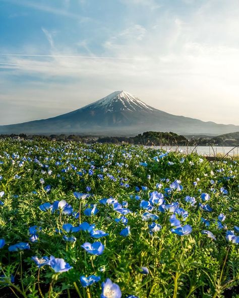 Scenery Inspiration, Travelling Ideas, Monte Fuji, Japan Landscape, Yamanashi, Beautiful Nature Scenes, Nature Scenes, Natural Wonders, Mount Rainier