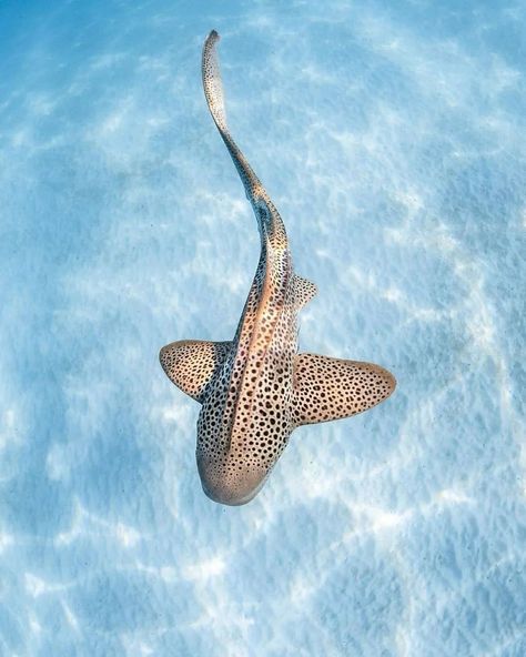 A zebra shark (AKA leopard shark) can be identified by their unique spot patterns much like their closest relatives the whale shark. 🦈 Photos by 📍Ningaloo Reef, Western Australia. under water | under water world | wildlife planet | our planet | the ocean | wild planet | fantastic earth | wildlife | wild animals | nature photography | under water photography | uw photography | nature lovers | blue sea | sharks | shark life | shark diving | australia Under Water Photography, December Tattoo, Diving Australia, Under Water World, Zebra Shark, Sea Shark, Leopard Shark, Shark Photos, Shark Drawing