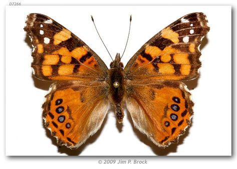 West Coast Lady (Vanessa annabella) Most Beautiful Butterfly, Lady Butterfly, Beautiful Butterfly Pictures, Sea Plants, Butterfly Images, Wings Art, Butterfly Pictures, Vintage Botanical Prints, Elements Of Nature