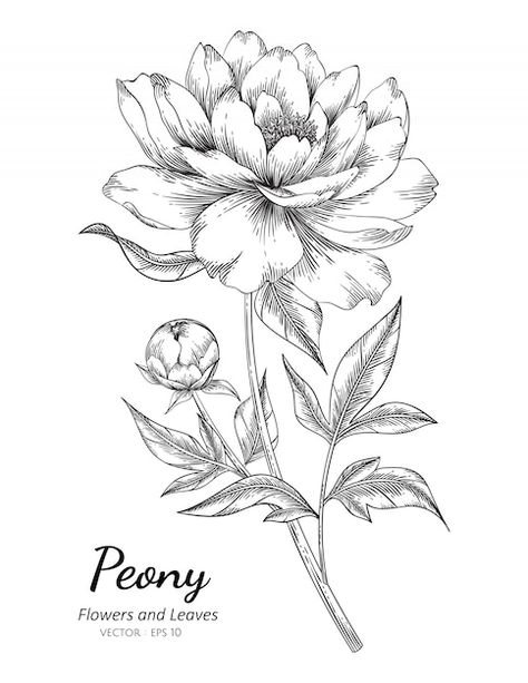 Peony Flower Drawing, Dessin Game Of Thrones, Flower Vector Art, Peony Drawing, Sunflower Drawing, Flower Outline, Leaf Drawing, Roses Drawing, Floral Drawing