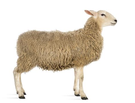 Side view of a Sheep. Against white background #Sponsored , #sponsored, #ADVERTISEMENT, #view, #white, #Sheep, #Side Nativity Silhouette, Cute Sheep, White Background Photo, A Sheep, Animals Images, Side View, Rear View, Looking Back, Farm Animals