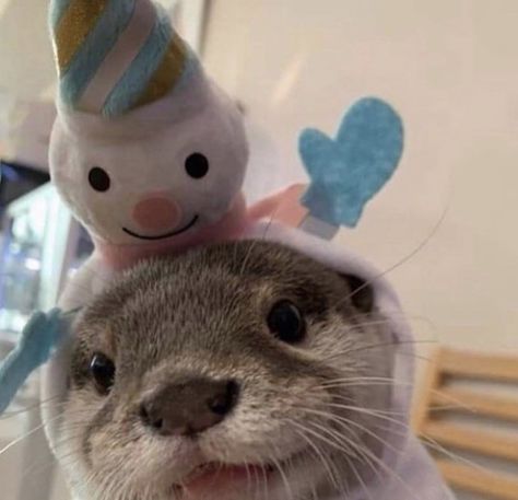 Immagini Grinch, Otters Cute, Cute Ferrets, Baby Otters, Super Cute Animals, Cute Animals Images, Pretty Animals, Silly Animals, Fluffy Animals