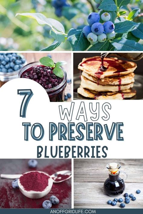 Preserve Blueberries, Fruit Leather Recipe, Local Supermarket, Canned Blueberries, Now And Later, Blueberry Picking, Blueberry Season, Fruit Preserves, Dehydrated Food