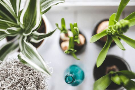 If your home is feeling a little bland and drab, it’s up to you to make big changes. The best way to combat that issue is to bring the outdoors... The post Should You Bring More of the Outdoors Inside? appeared first on Rachel Bustin. Feng Shui Tips For Money, Kaktus Dan Sukulen, The Whoot, Feng Shui Tips, Best Indoor Plants, Low Light Plants, Air Purifying Plants, Office Plants, Monstera Deliciosa