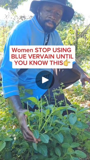 Vervain Benefits, Blue Vervain, Learning Herbs, Reproductive Health, Natural Herbs, Natural Medicine, Natural Healing, Herbal Remedies, Holistic Health