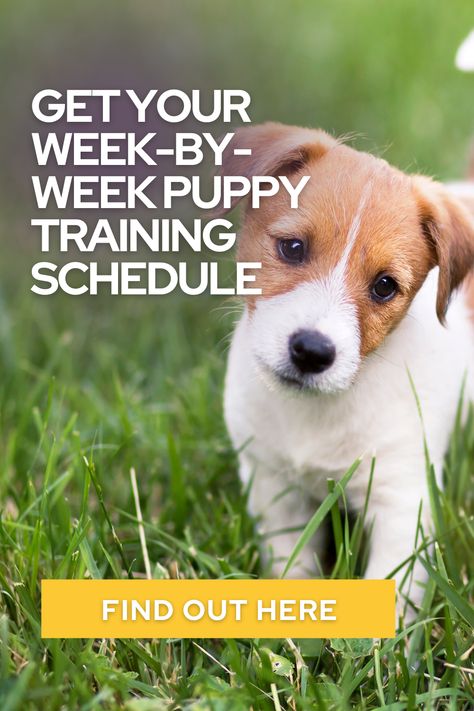 DOG LIFE MAG GET YOUR WEEK-BY-WEEK PUPPY TRAINING SCHEDULE Puppy Training Guide, Puppy Training Schedule, New Puppy Checklist, Working Dogs Breeds, Celebrity Dogs, Medication For Dogs, Training Routine, Therapy Animals, Dog Exercise