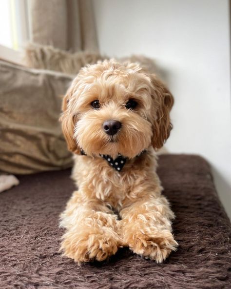 Feeling cute with my new haircut 🧸 Hope everyone had a fun long weekend 🤍 Collar - @sniffandbark 🏷- BAILEY to save… | Instagram post from Bailey (@bailey_the_maltipoo__) Maltipoo Teddy Bear Haircut, Maltipoo Haircut Styles Teddy Bears, Cavapoo Haircut Styles, Cockapoo Haircut Styles, Teddy Bear Dog Haircut, Maltipoo Haircut Styles, Cockapoo Haircut, Maltipoo Haircuts, Labradoodle Grooming