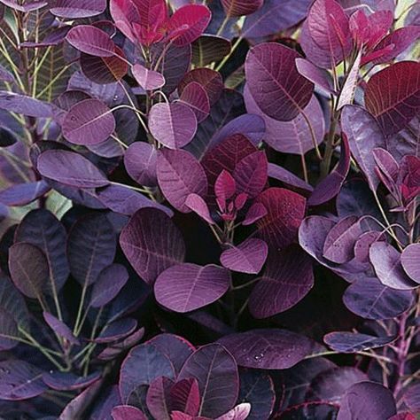 Cotinus coggygria 'Royal Purple' 15cm Pot Size Cotinus Royal Purple, Cotinus Coggygria Royal Purple, Assignment Pics, Plants For Planters, Cotinus Coggygria, Purple Hibiscus, Trendy Plants, Corner Garden, Winter Plants