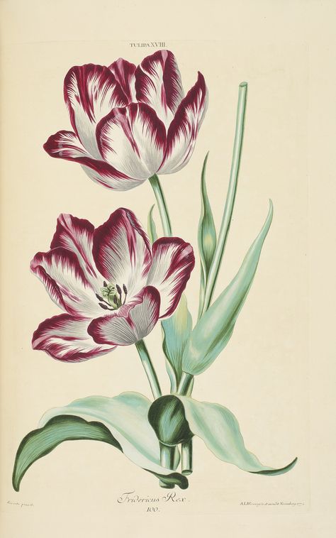 Trew, Jakob Christoph - HORTUS NITIDISSIMIS OMNEN PER ANNUM SUPERBIENS FLORIBUS, SIVE AMOENISSIMORUM FLORUM IMAGINES … IN PUBLICUM EDIDIT IOHANNES MICHAEL SELIGMANN. NUREMBERG: JOHANN JOSEPH FLEISCHMANN, 1750 [–1786] - Text in parallel columns of Latin & German, 45 leaves of text only. Illustration: 156 handcolored plates engraved on 154 leaves (of 180), including the "Orange Duc Thol" tulip plate in two states (one a proof before the title was added), a duplicate of the "Duc Victor" tulip plate Flor Tattoo, Vintage Botanical Prints, Botanical Painting, Botanical Drawings, Flower Art Painting, Botanical Flowers, Vintage Botanical, Botanical Illustration, Botanical Art