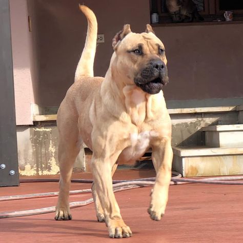 84332141_10157768940710336_7221652028328509440_n Bull Mastiff Dogs, Pitbull Dog Puppy, Mastiff Dog Breeds, Big Dogs Breeds, Biggest Dog In The World, Kangal Dog, Biggest Dog, Mastiff Breeds, Dog Pitbull