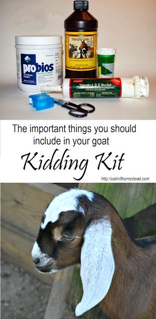 Goat Kidding Kit, Goat Farming Ideas, Farming 101, Keeping Goats, Farming Ideas, Female Goat, Happy Goat, Raising Farm Animals, Goat Care