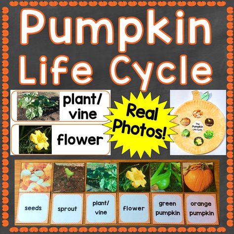 Pumpkin Life Cycle Photographs - Free Life Cycle Sequencing Cards - Lessons for Little Ones by Tina O'Block Pumpkin Life Cycle Kindergarten, Pumpkin Learning Activities, Pumpkin Life Cycle Craft, Craft Poster, Pumpkin Lessons, Pumpkin Learning, Cycle Poster, Shadow Activities, Student Gift Tags