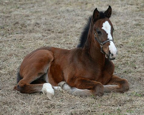 Horse Laying Down, Most Beautiful Horses, Baby Horses, All The Pretty Horses, Horse Drawings, White Horses, Cute Horses, Horse Photos, Pretty Horses