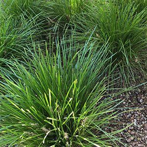 Lomandra Lime Tuff, Ornamental Grass, Drought Tolerant Plants, St Ives, Plant Species, Foliage Plants, Ornamental Grasses, Drought Tolerant, Front Garden